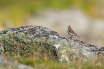 Meadow Pipit - Anthus pratensis, small brown perching bird from European meadows and grasslands, Runde island, Norway.