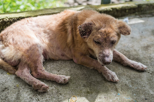 A dog suffering from demodectic mange lies on the concrete floor.