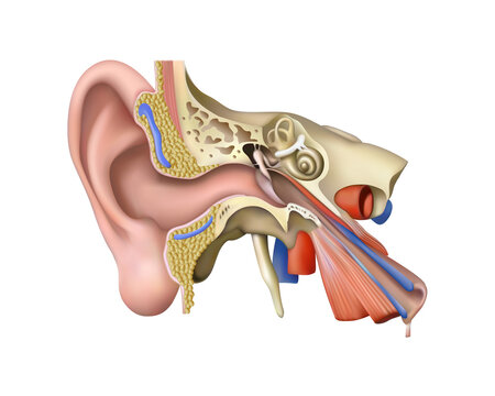 Human anatomy. Structural diagram of the ear on a white background. 3D illustration