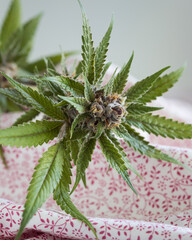Fresh cannabis flower and bud on a pink patterned tablecloth in natural light