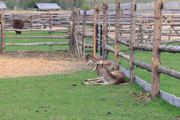 Deer and fallow deer in the zoo on a summer day