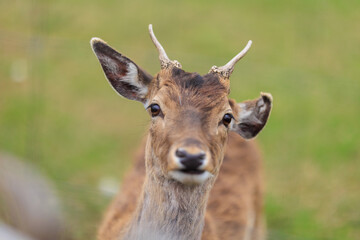 Deer and fallow deer in the zoo on a summer day