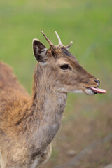 Deer and fallow deer in the zoo on a summer day