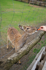 Deer and fallow deer in the zoo on a summer day