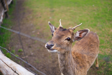 Deer and fallow deer in the zoo on a summer day