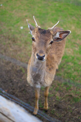 Deer and fallow deer in the zoo on a summer day