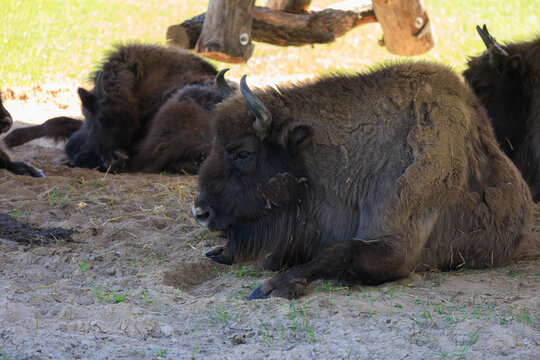 Buffalo with big horns on a summer day