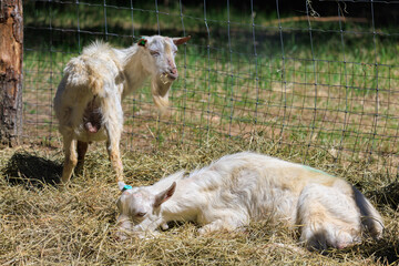 Goats and rams in the zoo on a summer day