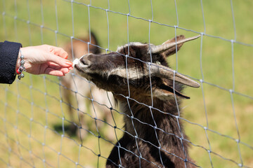 Goats and rams in the zoo on a summer day