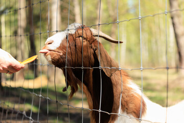 Goats and rams in the zoo on a summer day