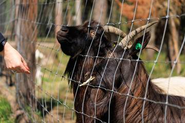 Goats and rams in the zoo on a summer day