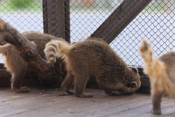Small animals raccoon Nasua coati in an aviary