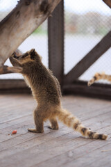 Small animals raccoon Nasua coati in an aviary