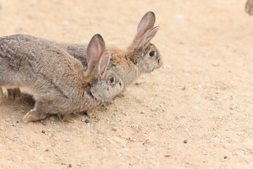 Gray brown Rabbit bunny on the sand in a paddock on a summer day