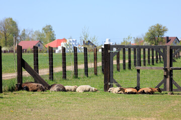 Rams, sheep and goats at the zoo on a summer day