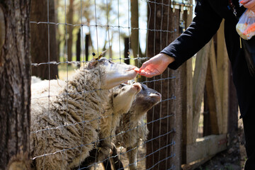 Rams, sheep and goats at the zoo on a summer day