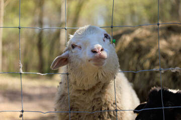 Rams, sheep and goats at the zoo on a summer day