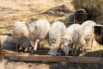Rams, sheep and goats at the zoo on a summer day