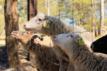 Rams, sheep and goats at the zoo on a summer day