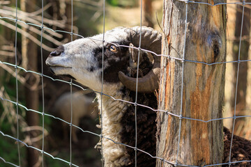 Rams, sheep and goats at the zoo on a summer day