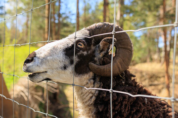 Rams, sheep and goats at the zoo on a summer day