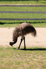 Exotic ostrich emu bird on a summer day