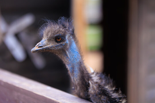 Exotic ostrich emu bird on a summer day