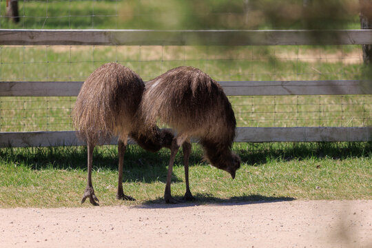 Exotic ostrich emu bird on a summer day