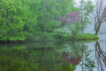 Spring landscape of the shoreline of the Kalamazoo River with a redbud in bloom, Michigan, USA