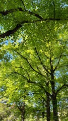 Obraz premium green leaves