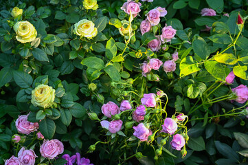Beautiful Pink Rose Flowers blooming in Garden