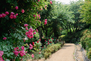 Fototapeta na wymiar Yeonhui-dong Gung-dong Neighborhood Park rose road in Seoul, Korea