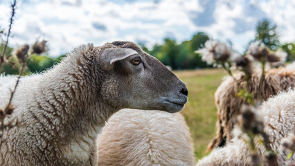 The sheep head in profile. - 510020244