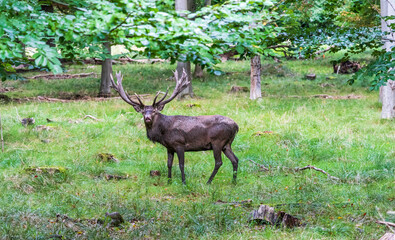 A deer in the forest - 510020247