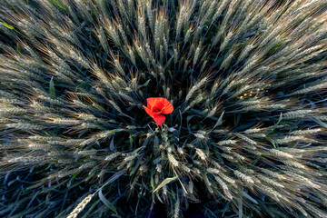  A red poppy in a field. Top view - 510020248