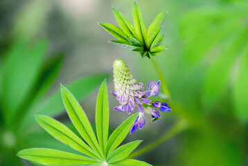 A shot of  lupin, lupine or regionally as bluebonnet - 510020249