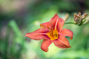 Blooming daylily (day lily)