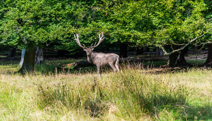 A deer in the forest - 510020251