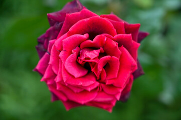 Beautiful Red Rose Flowers blooming in Garden