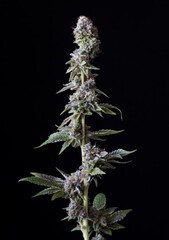 Fresh harvested cannabis plants, bugs, flowers, leaves. Photographed in studio with a black background.