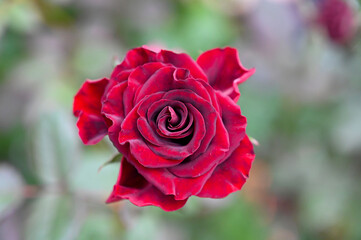 Beautiful Red Rose Flowers blooming in Garden