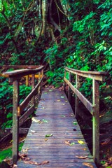 Fototapeta premium wooden bridge in the forest