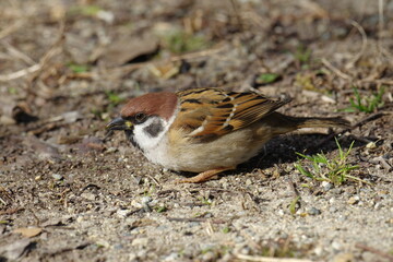 地面で身を低くするスズメ