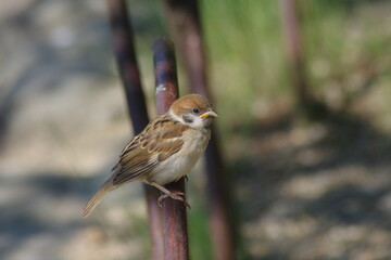 公園の柵にとまるスズメ