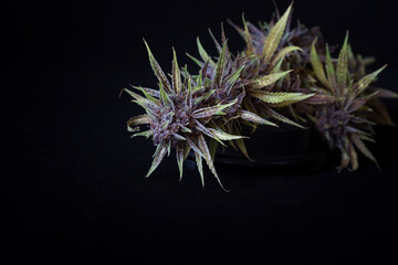 Fresh harvested cannabis plants, bugs, flowers, leaves. Photographed in studio with a black...