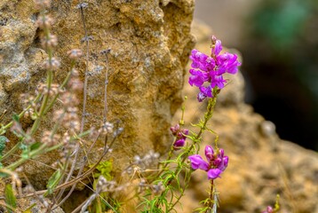 Plant in Sicily