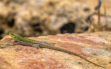 lizard on a stone in southern Sicily