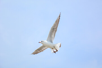 seagull in flight