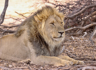 Male Lion in the Kgalagadi, South Africa