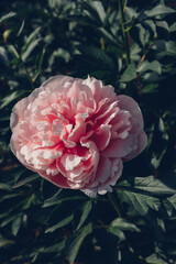 Beautiful fresh pink peony flower in full bloom in the garden against dark green leaves, close up. Summer natural floral background.